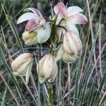 Yucca glauca Blomst