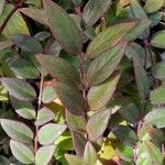 Aeschynanthus radicans Blatt