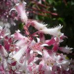 Heuchera caespitosa Flower