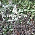 Eriogonum annuum Flower