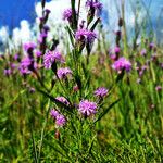 Liatris cylindracea Buveinė