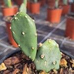Opuntia stricta 葉