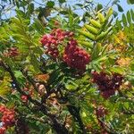 Sorbus americana Fruit