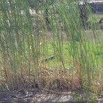 Typha domingensis Blad