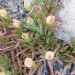 Carpobrotus edulis फल