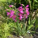 Gladiolus italicusFlower