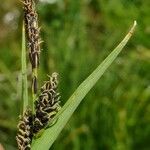 Carex parviflora പുഷ്പം