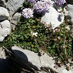 Iberis carnosa Hábito