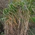 Miscanthus × longiberbis Habit