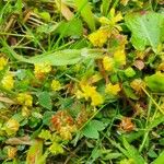 Trifolium dubium ফুল