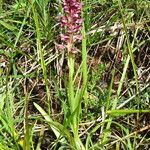 Anacamptis coriophora Hábito