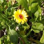 Calendula officinalisКвітка