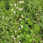 Capsella bursa-pastoris Habit