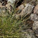 Carex davalliana Hábito