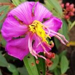 Melastoma malabathricum Flower