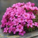 Androsace ciliata Blomst