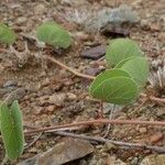 Tylosema fassoglense Leaf
