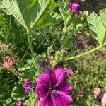 Malva setigera花