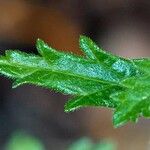 Verbena rigida Blad