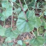 Malva pusilla Blad