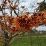 Hamamelis virginiana 花