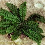 Asplenium jahandiezii Habit