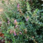 Teucrium marum Habit