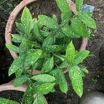 Dracaena surculosa Leaf