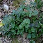 Ptychotis saxifraga Leaf