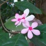 Kopsia fruticosa Flower