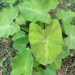 Colocasia esculenta List