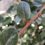 Elaeagnus × submacrophylla Folio