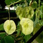 Ptelea trifoliata Frucht