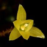 Taeniophyllum hirtum फूल