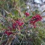 Pistacia lentiscus Fruit