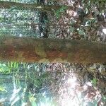 Lecythis idatimon Bark