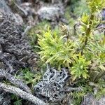 Castilleja fissifolia Leaf