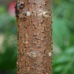 Araucaria biramulata Bark