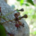 Syzygium poyanum Owoc