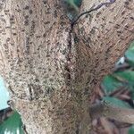 Ficus benghalensis Bark