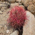 Ferocactus cylindraceus Leaf