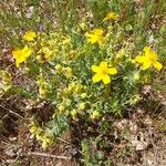 Hypericum cerastoides Blodyn