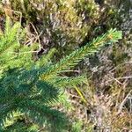 Picea rubens Blad