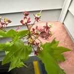 Acer circinatum Цвят