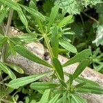 Galium aparine Leaf