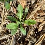 Bellis sylvestris 葉