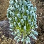 Allium guttatum Flower