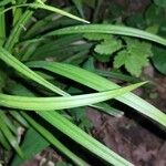 Carex sylvatica Blatt