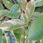 Photinia fraseri 葉