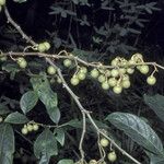 Solanum leucocarpon Фрукт